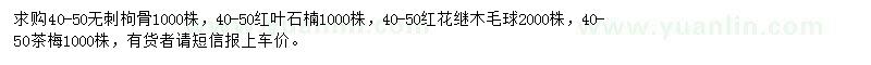 求購(gòu)無(wú)刺枸骨、紅葉石楠、茶梅等