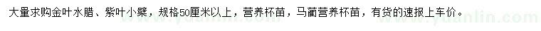 求購金葉水臘、紫葉小檗、馬藺