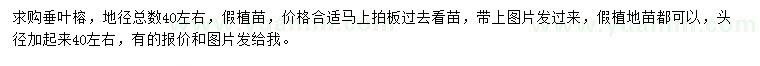 求購垂葉榕
