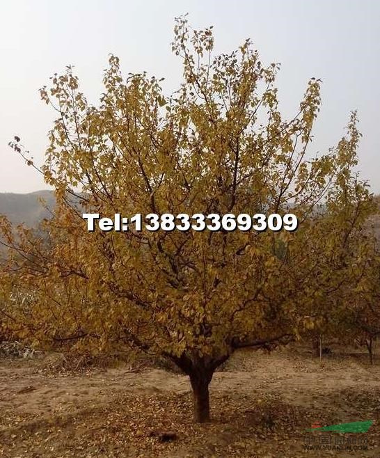 八棱海棠7供應(yīng)/八棱海棠7圖片