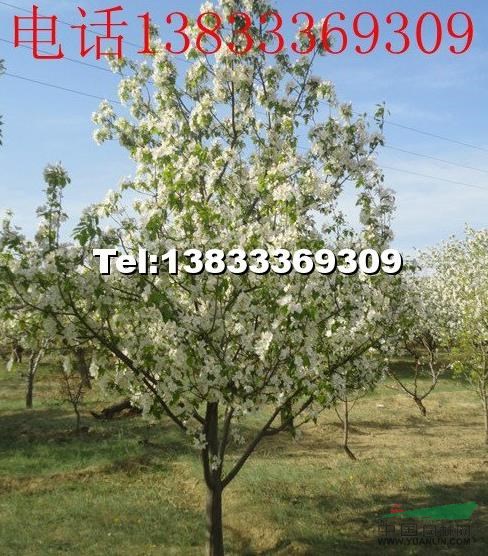 八棱海棠9報價/河北八棱海棠9報價