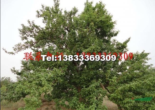 八棱海棠古樹最新價格/八棱海棠古樹報價
