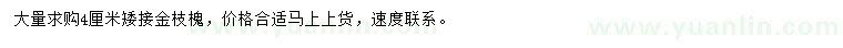 求購(gòu)4公分矮接金枝槐
