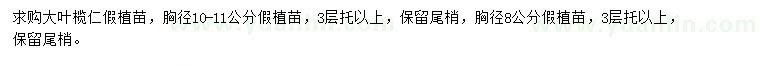 求購(gòu)大葉欖仁假植苗