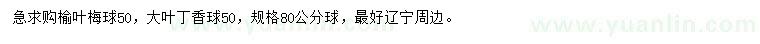 求購榆葉梅球、大葉丁香球