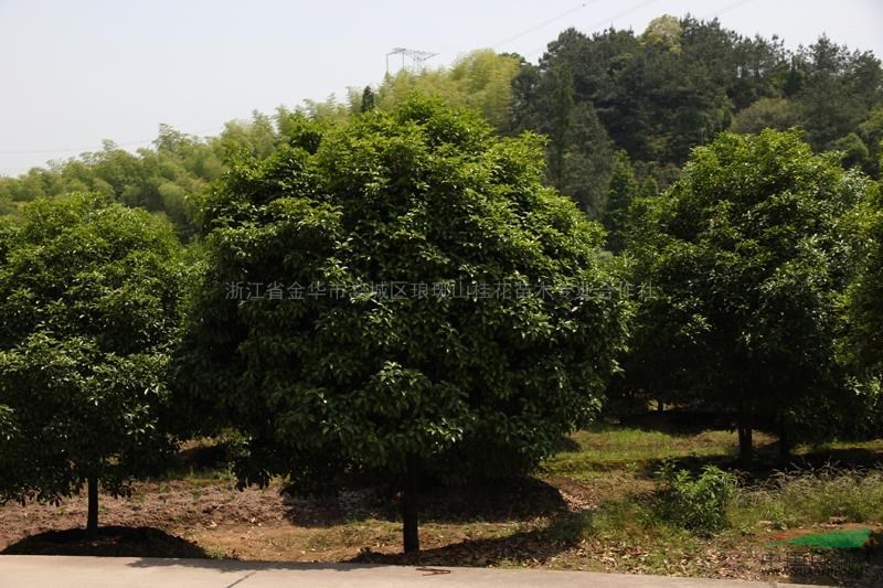 金桂4報(bào)價(jià)/浙江金桂4報(bào)價(jià)