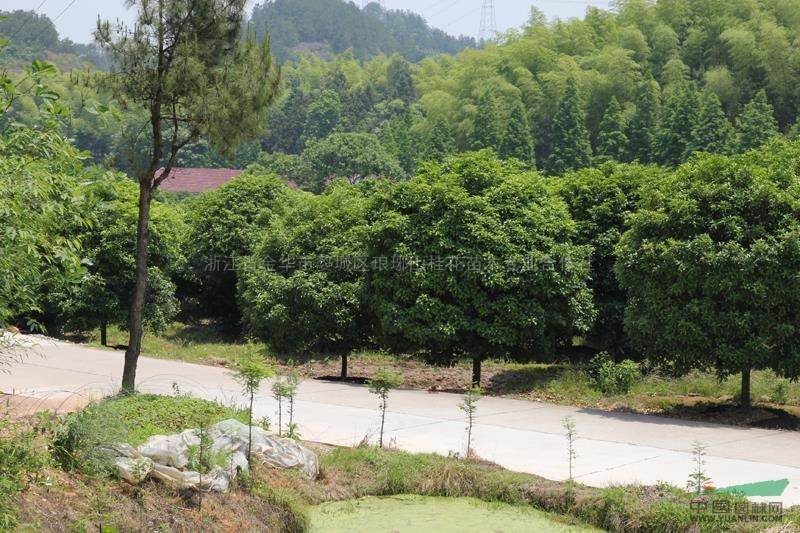 金桂4報(bào)價(jià)/浙江金桂4報(bào)價(jià)