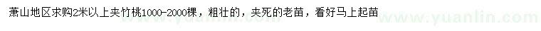 求購2米以上夾竹桃老苗
