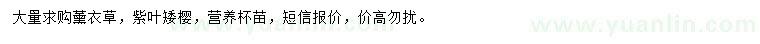 求購薰衣草、紫葉矮櫻
