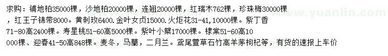 求購(gòu)鋪地柏、沙地柏、連翹等