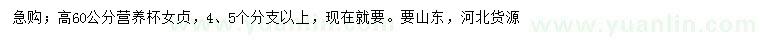 求購高60公分營養(yǎng)杯女貞