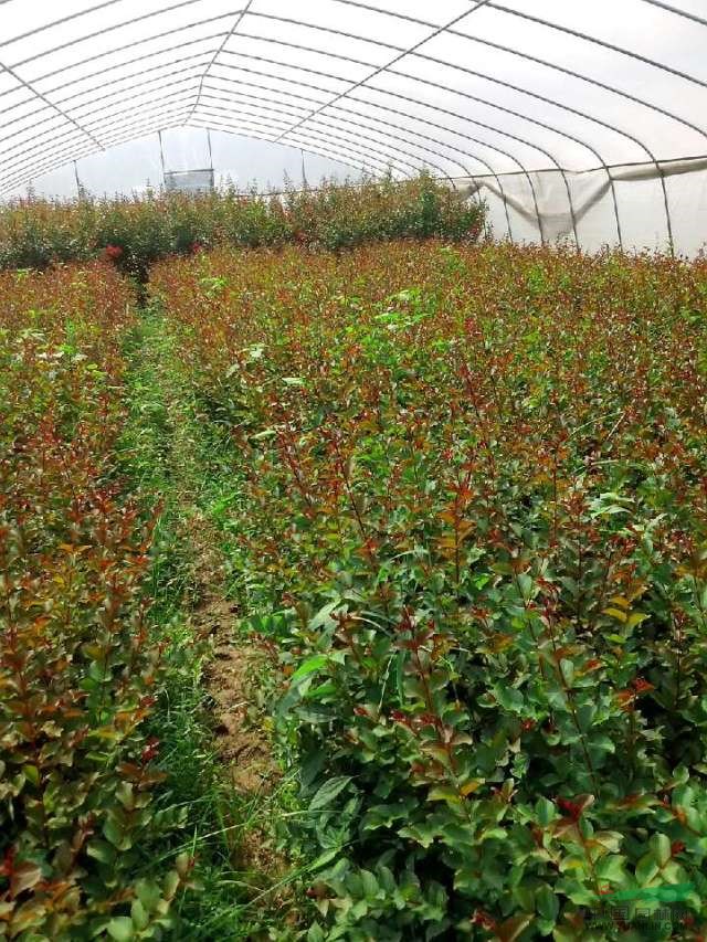 廣西紅火箭紫薇圖片，紅火箭紫薇價(jià)格