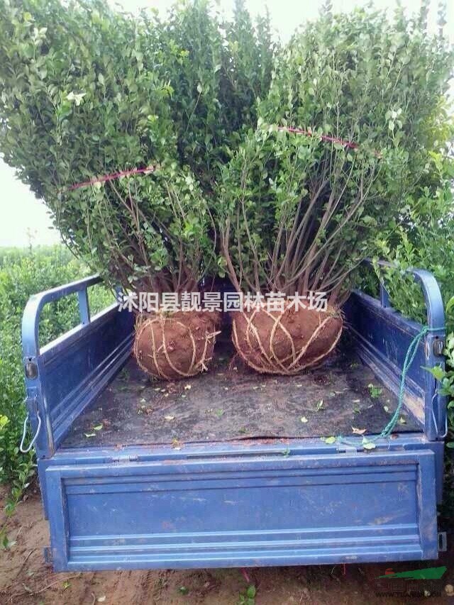 供应；金叶女贞球，龙柏球，胶东卫矛球，小叶女贞球.红叶小檗球
