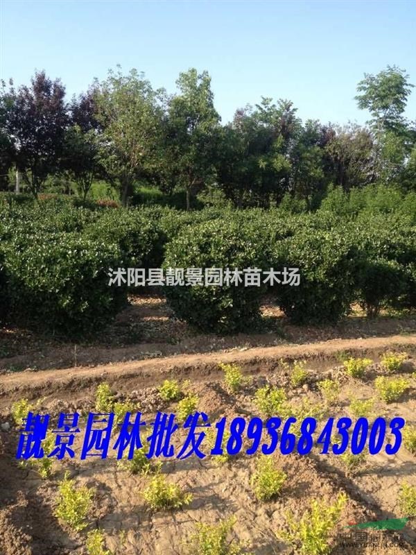 供应；金叶女贞球，龙柏球，胶东卫矛球，小叶女贞球.红叶小檗球