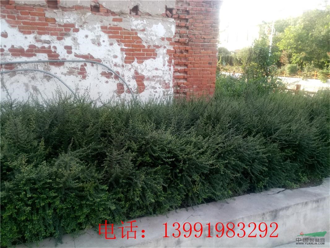 供应陕西铺地蜈蚣-平枝荀子杯苗40000株