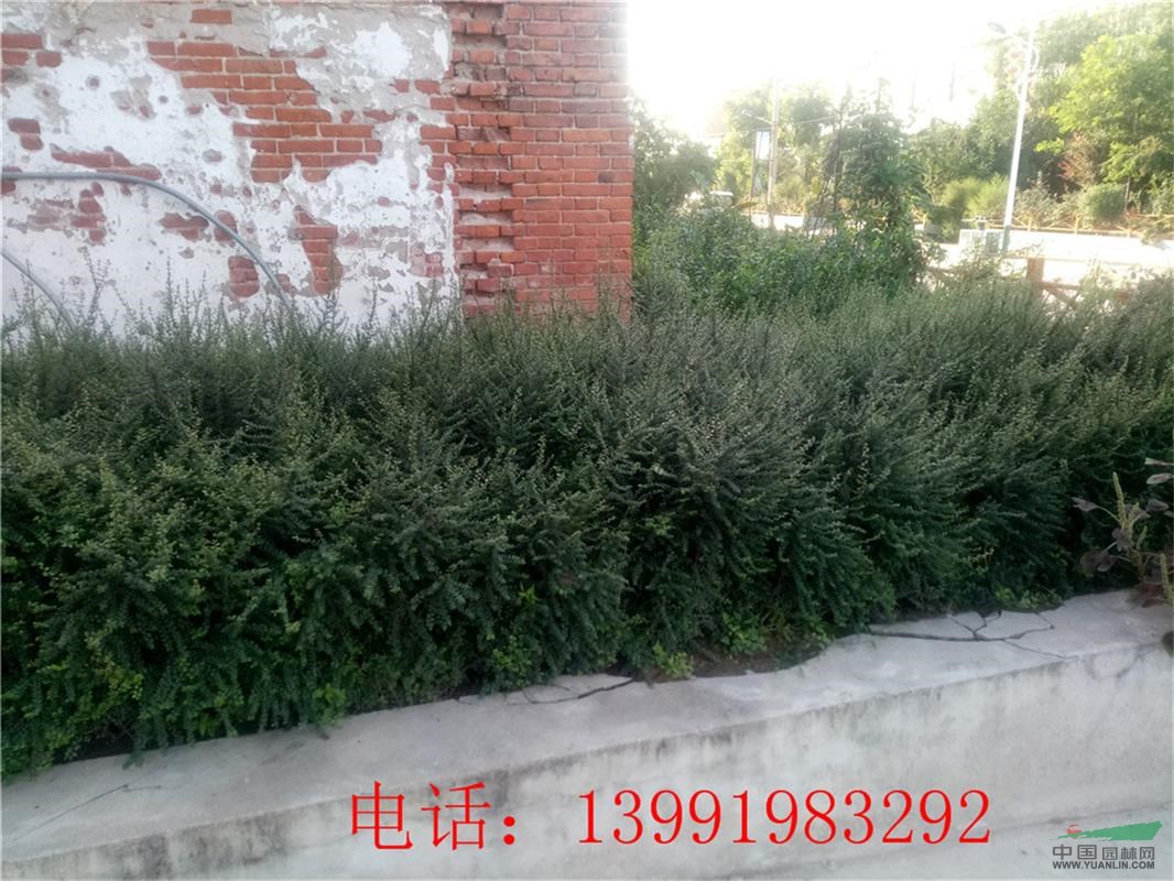 供应陕西铺地蜈蚣-平枝荀子杯苗40000株