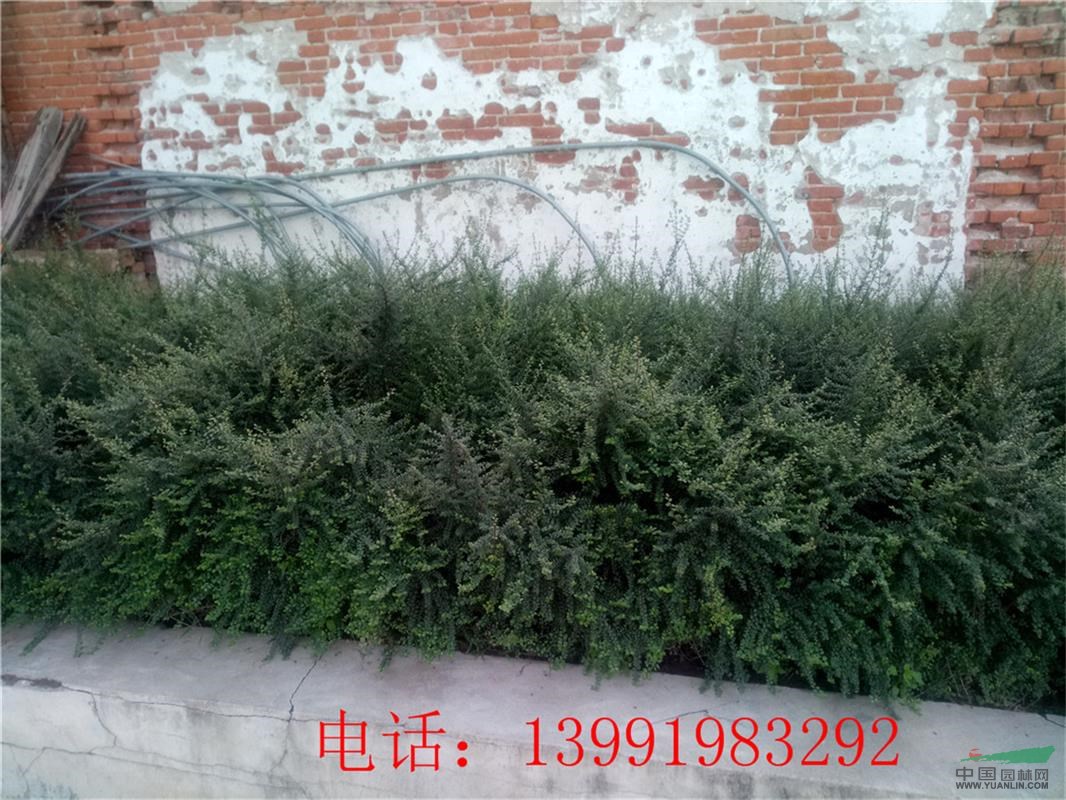 供应陕西铺地蜈蚣-平枝荀子杯苗40000株