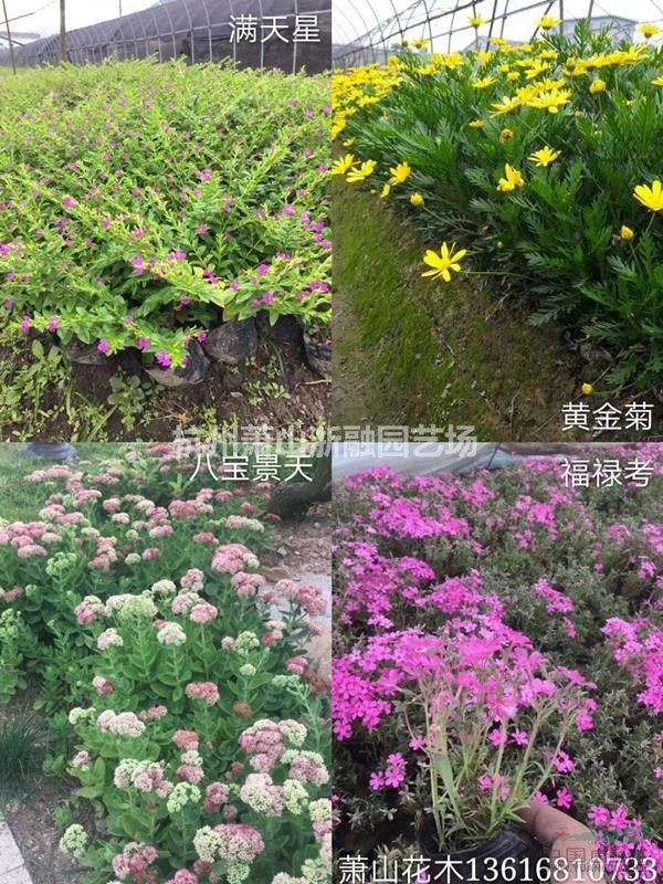 蕭山大花金雞菊/黃金菊/太陽(yáng)花/百日草/雛菊/亞菊/佛甲草