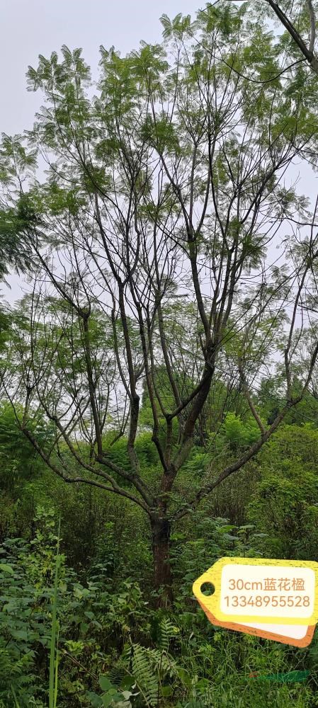 成都地區(qū)直供藍(lán)花楹 18-35公分