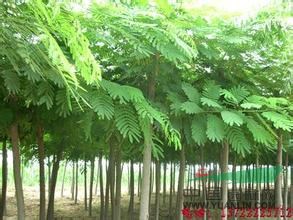 江蘇南京馬褂木基地，馬褂木促銷價格