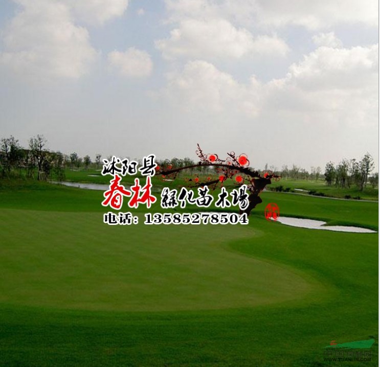 美國(guó)進(jìn)口臺(tái)灣青草坪種子 臺(tái)灣青草籽 天鵝絨草種子 臺(tái)灣草草坪