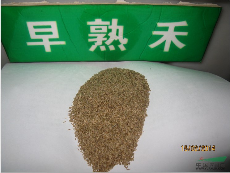 批發(fā)草皮卷 百慕達 護坡王 翦股穎 早熟禾等草坪及草坪種子