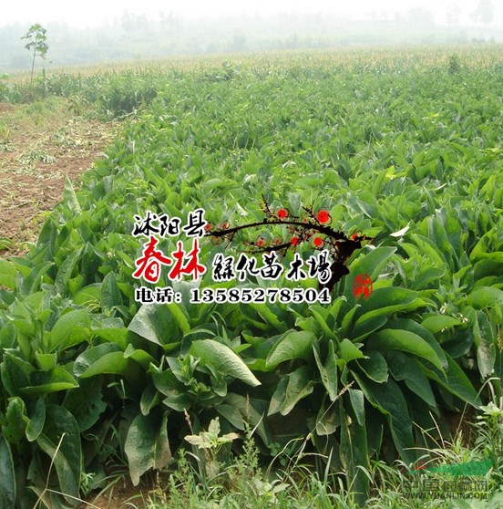 當年進口進牧草種子 魯梅克斯種子 高蛋白 適口性良 畜牧草種