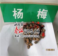 公司批發(fā)花卉種子 楊梅種子 圣生梅 白蒂梅樹(shù)種子 楊梅果樹(shù)種