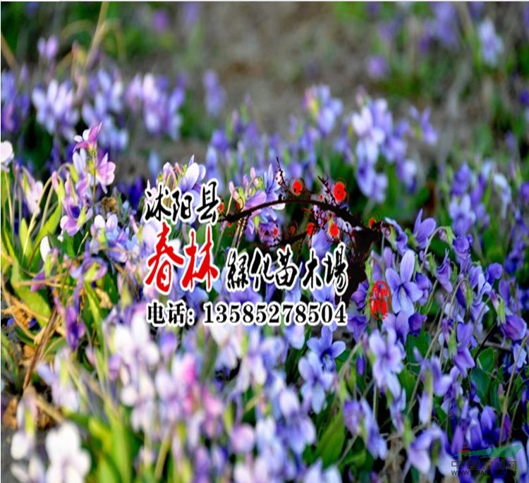 批發(fā)出口 景觀草花種子 紫花地丁 紫花地丁種子 觀賞草花 