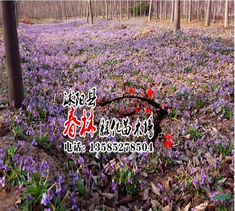 批發(fā)出口 景觀草花種子 紫花地丁 紫花地丁種子 觀賞草花 