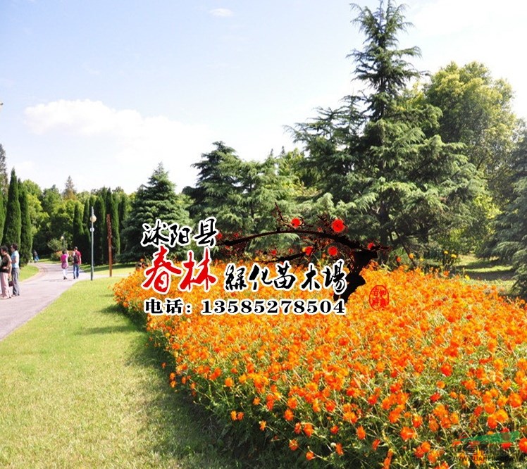 批發(fā)進口優(yōu)質 菊花種子 草花種子 硫磺菊種子 黃花波斯菊種子