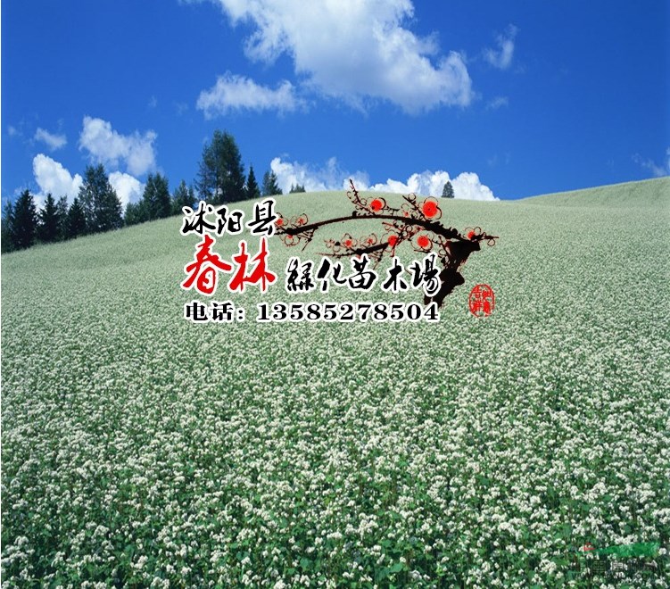 批發(fā)出口花卉種子 景觀綠化種子 滿天星種子 蝦草種子貨到付款