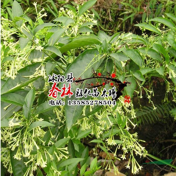 批發(fā)出口草花種子 美麗月見草種子 月見草等 別名 夜來香種子