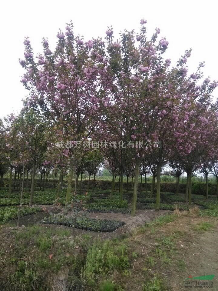 供應櫻花 櫻花價格 櫻花好樹形 櫻花工程苗 櫻花苗木批發(fā)