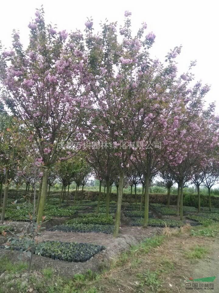 供應櫻花 櫻花價格 櫻花好樹形 櫻花工程苗 櫻花苗木批發(fā)