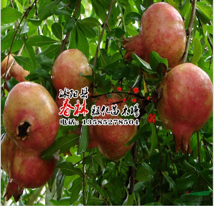 石榴樹(shù)苗 巨籽蜜石榴 當(dāng)年結(jié)果 石榴苗 石榴基地 果樹(shù)苗木 