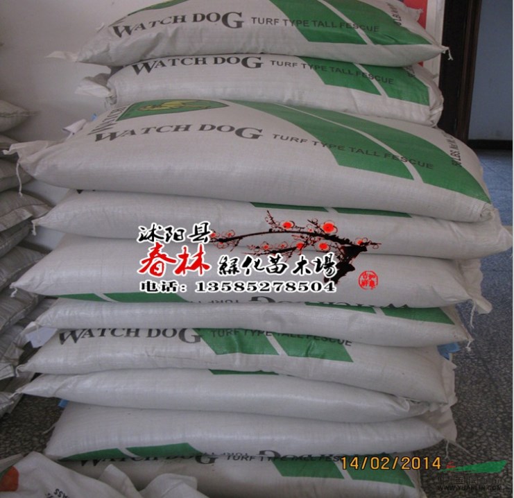 供應(yīng) 天鵝絨草坪籽 四季青草坪籽 臺(tái)灣青草坪籽 各種進(jìn)口草種