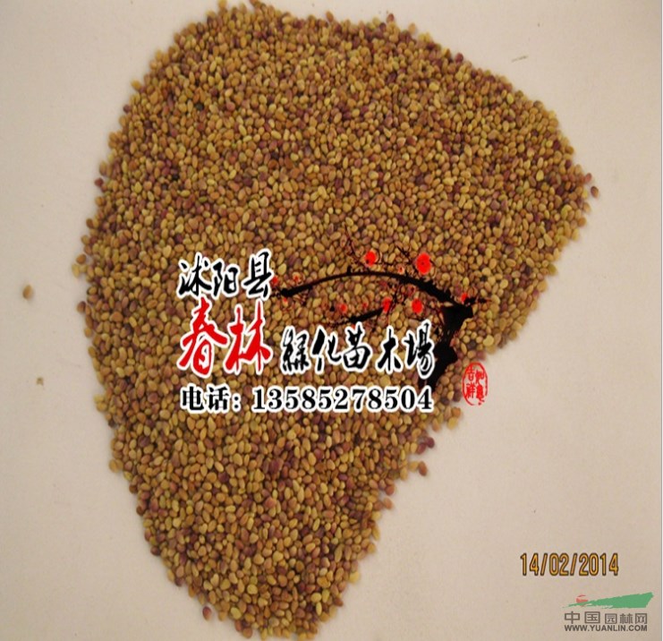 批發(fā)進口草種 美國草種 加拿大草種 澳大利亞草種 草坪種子齊