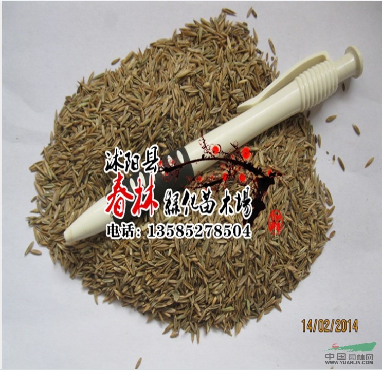 批發(fā)進口草種 美國草種 加拿大草種 澳大利亞草種 草坪種子齊