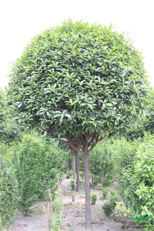 四川地區(qū)供應桂花 11-12好樹形桂花 桂花綠化工程苗 