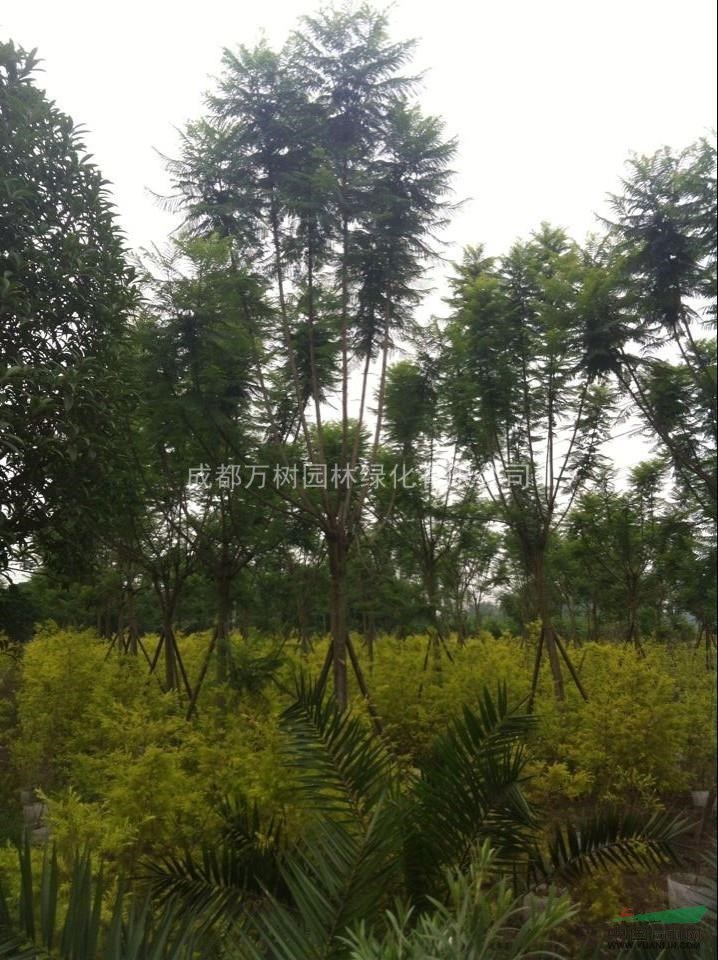 供應藍花楹 成都藍花楹 藍花楹工程苗 藍花楹價格 萬樹園林售