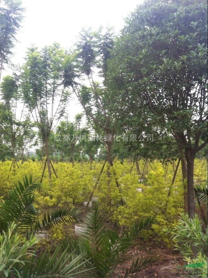 供應藍花楹 成都藍花楹 藍花楹工程苗 藍花楹價格 萬樹園林售