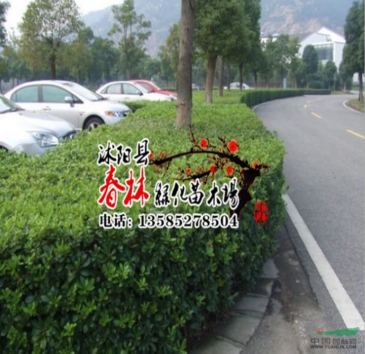 海桐苗 海桐球 海桐價格 優(yōu)質(zhì)海桐 等各種優(yōu)質(zhì)花木