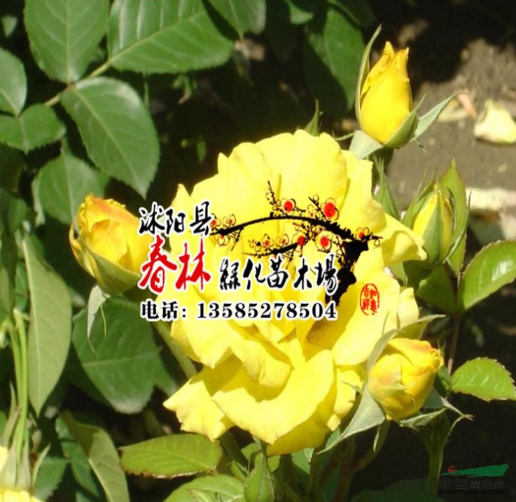 月季苗 薔薇 紅帽 黃帽 馬海木 薩木莎等各種苗木