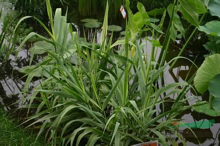 水生植物 供應花葉蘆葦  花葉蘆葦批發(fā)  花葉蘆葦價格