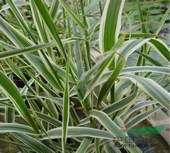花葉蘆葦 花葉蘆葦批發(fā) 花葉蘆葦價(jià)格