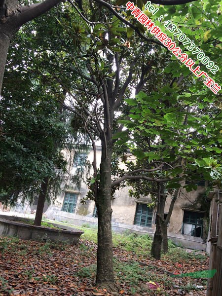 中青園林供應(yīng)直徑30公分到40公分廣玉蘭價格優(yōu)惠