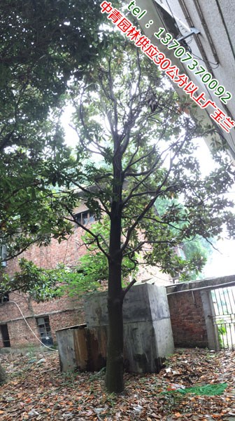 中青園林供應(yīng)直徑30公分到40公分廣玉蘭價格優(yōu)惠