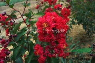 專供美國三紅紫薇