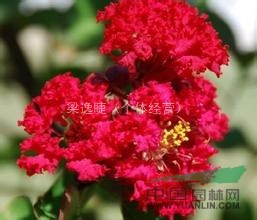 專供美國三紅紫薇